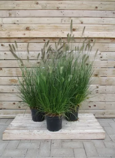 Lampenputzergras Lampenputzergras