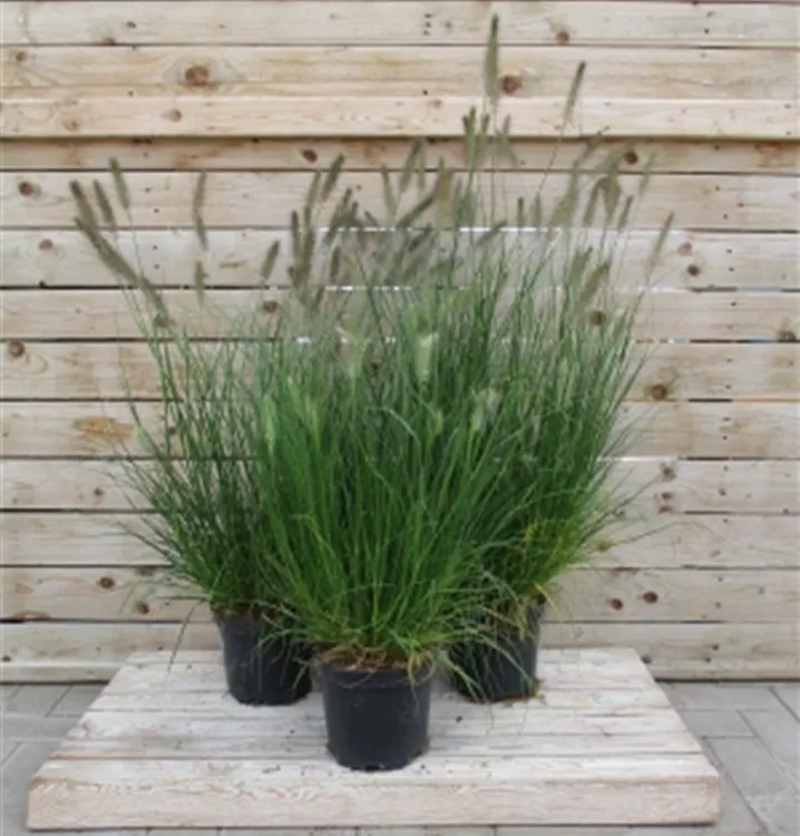 Pennisetum alop. 'Hameln' Pennisetum alop. 'Hameln'