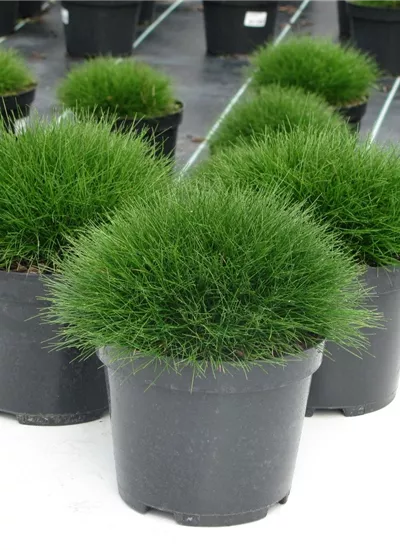 Bärenfell-Schwingel Bärenfell-Schwingel