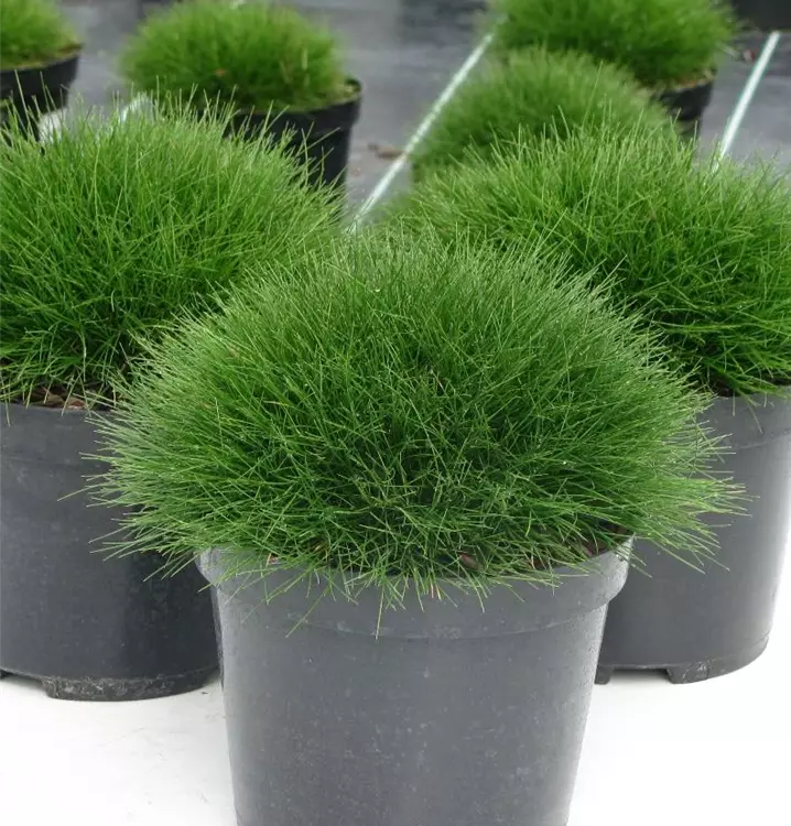 Festuca gautieri (scoparia)