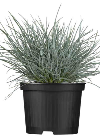 Blau-Schwingel Blau-Schwingel