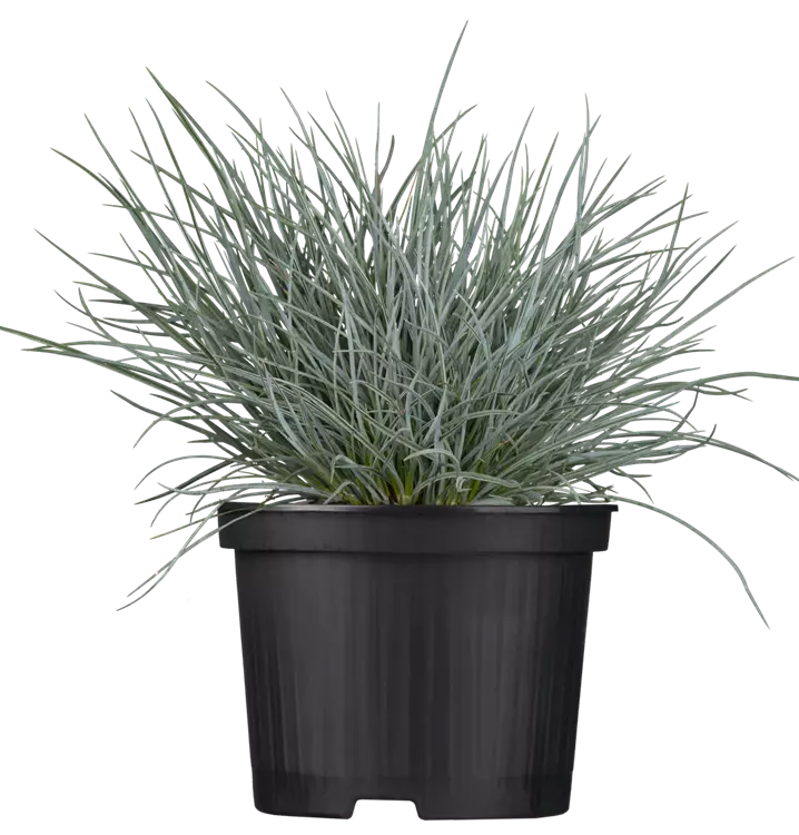 Festuca Cinerea-Hybr. 'Elijah Blue'