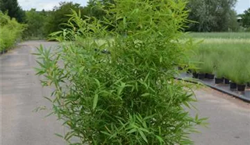 Zum Vergrößern klicken Bildvorschau