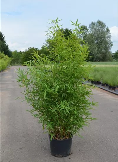 Mittelhoher Bambus Mittelhoher Bambus