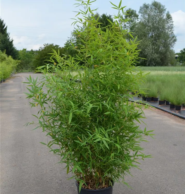 Phyllostachys aurea Phyllostachys aurea
