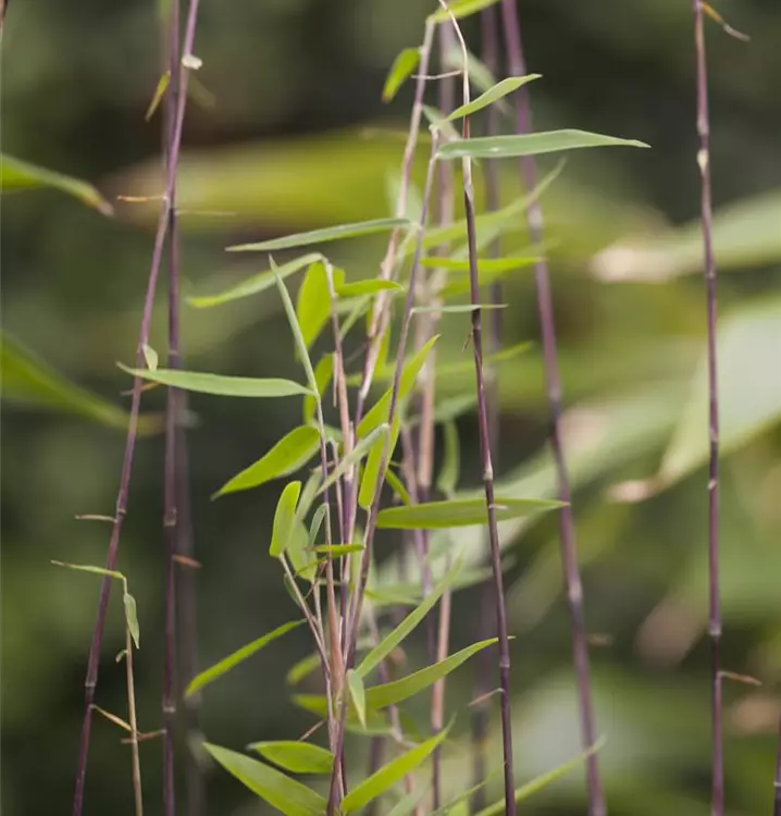 Fargesia sp. 'Jiuzhaigou'