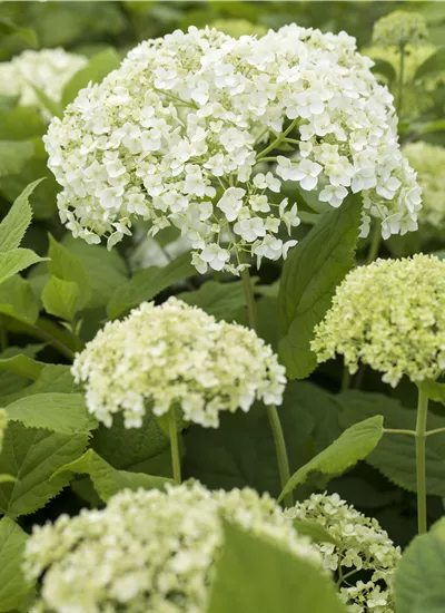 Schneeball-Hortensie Schneeball-Hortensie