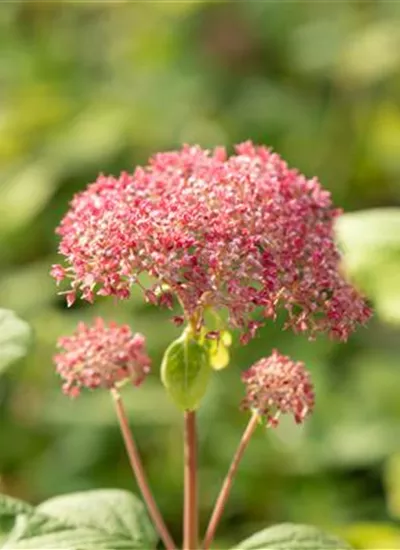 Schneeballhortensie 'Pink Annabelle' (R) Schneeballhortensie 'Pink Annabelle' (R)