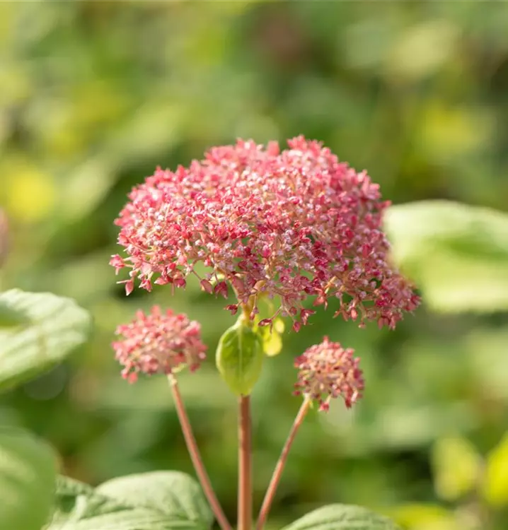 Hydrangea arboscens 'Pink Annabelle' (R)