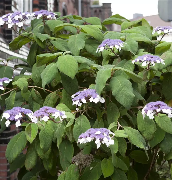 Hydrangea aspera 'Macrophylla'
