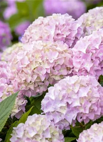 Hortensie 'Endless Summer' (R) Hortensie 'Endless Summer' (R)