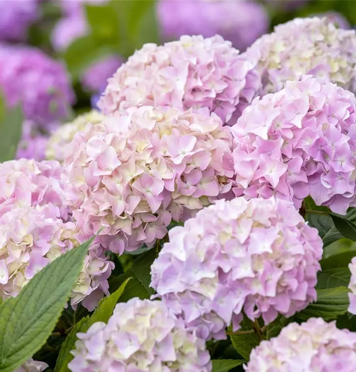 Hydrangea 'Endless Summer' (R)