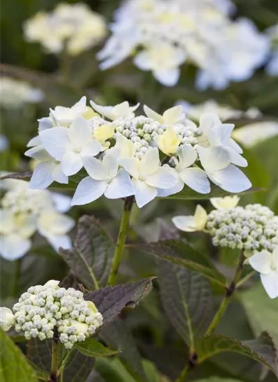 Tellerhortensien Tellerhortensien