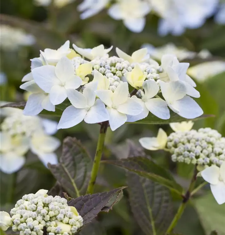 Hydrangea serrata