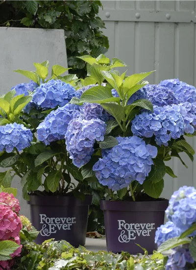 Hortensie 'Forever & Ever' (R) Hortensie 'Forever & Ever' (R)