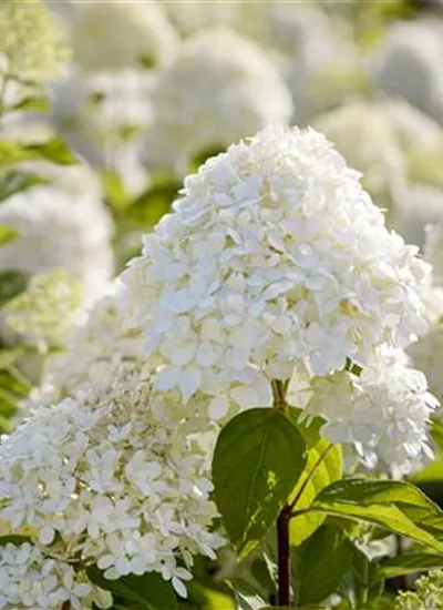 Rispenhortensie 'Limelight' Rispenhortensie 'Limelight'