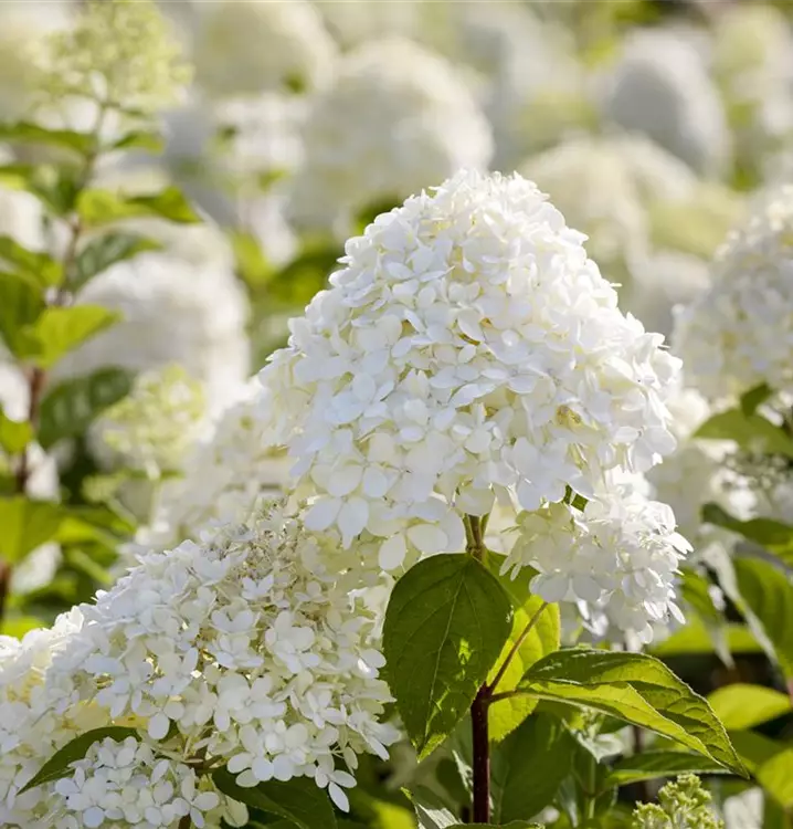 Hydrangea paniculata 'Limelight'