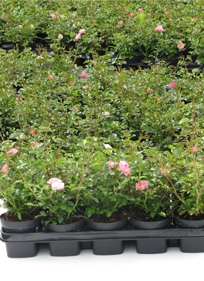 Bodendeckerrosen  Bodendeckerrosen