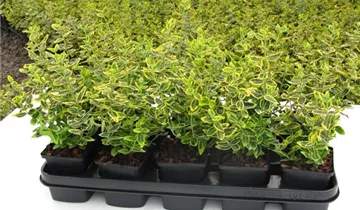 Zum Vergrößern klicken Bildvorschau