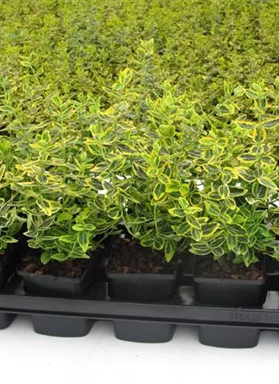 Goldbunte Kriechspindel Goldbunte Kriechspindel