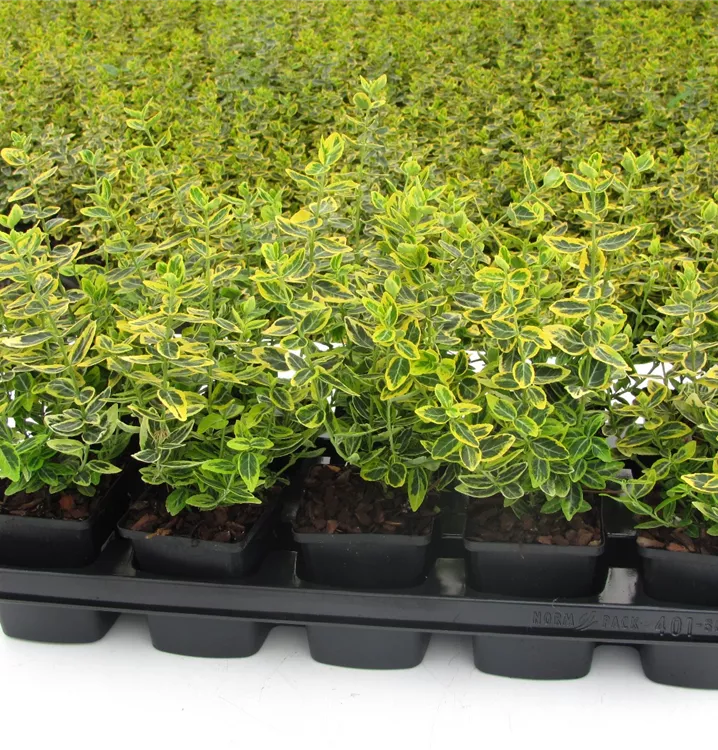 Euonymus fort. 'Emerald'n Gold' Euonymus fort. 'Emerald'n Gold'