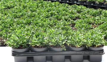 Zum Vergrößern klicken Bildvorschau