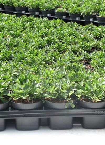 Fingerstrauch Fingerstrauch