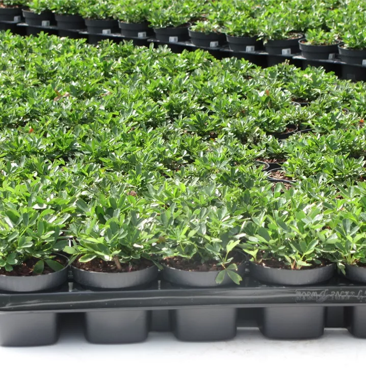 Potentilla tridentata 'Nuuk' Potentilla tridentata 'Nuuk'