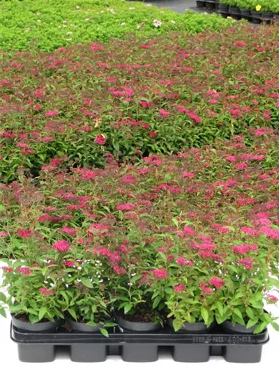 Rote Sommer-Spiere Rote Sommer-Spiere