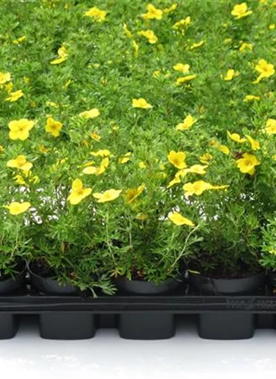 Gelbblühender Fingerstrauch  Gelbblühender Fingerstrauch