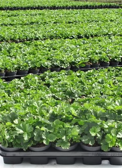 Dreiblatt-Golderdbeere Dreiblatt-Golderdbeere