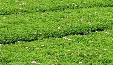 Zum Vergrößern klicken Bildvorschau