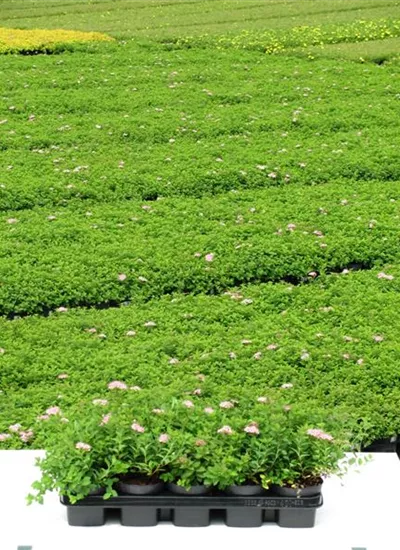 Rosa Zwerg-Spiere Rosa Zwerg-Spiere