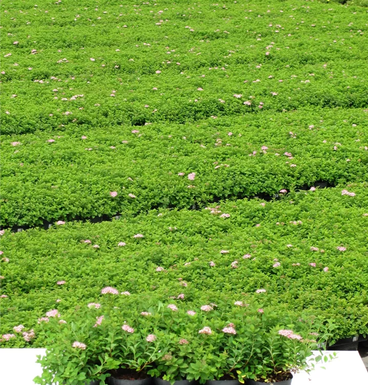 Spiraea japonica 'Little Princess' Spiraea japonica 'Little Princess'