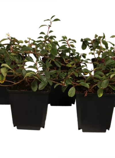 Teppich-Zwergmispel Teppich-Zwergmispel