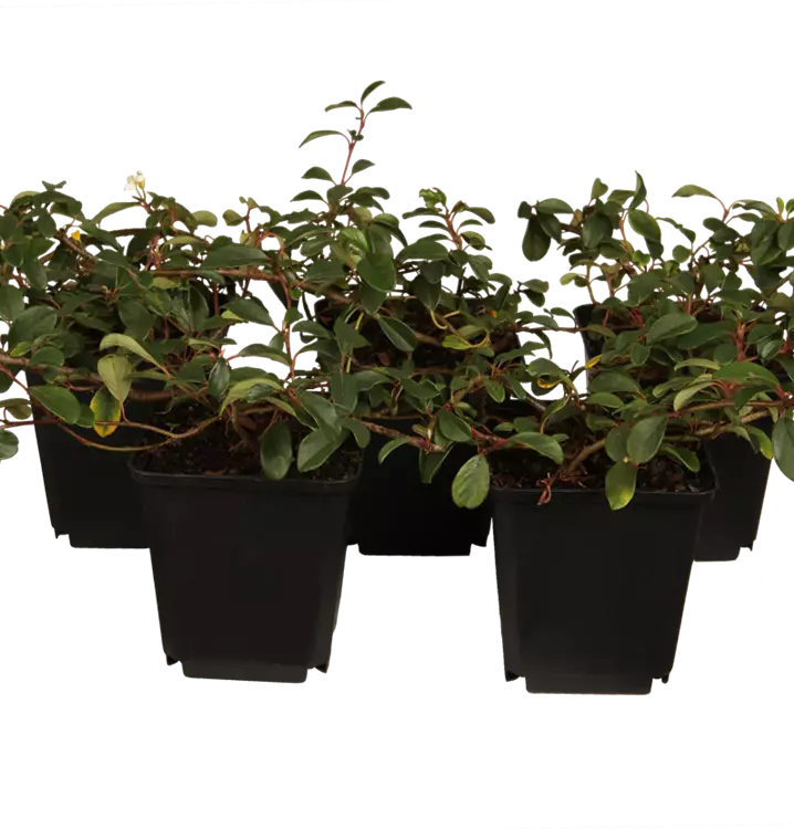Cotoneaster dammeri radicans