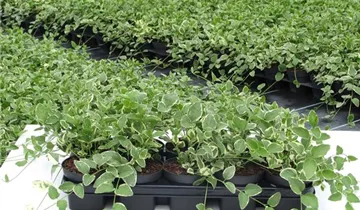 Zum Vergrößern klicken Bildvorschau