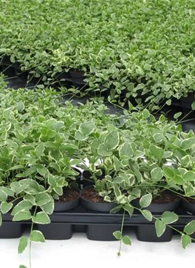 Buntblättriges Immergrün Buntblättriges Immergrün