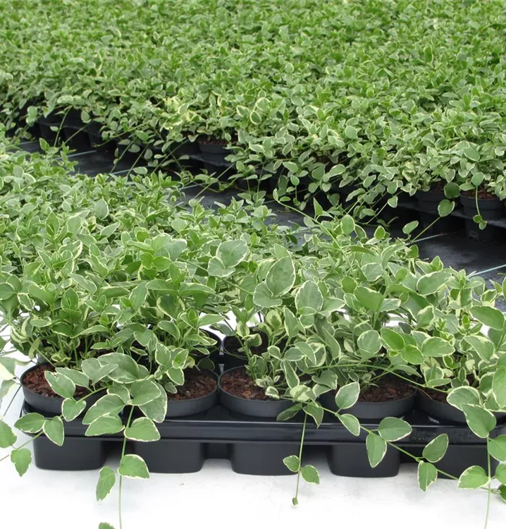 Vinca major 'Variegata' Vinca major 'Variegata'