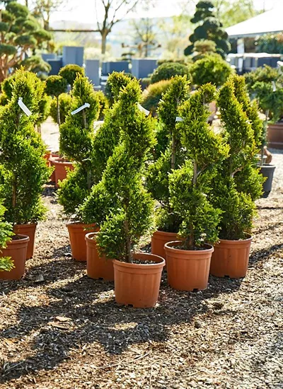 Gelbe Bastardzypresse Spiralform Gelbe Bastardzypresse Spiralform