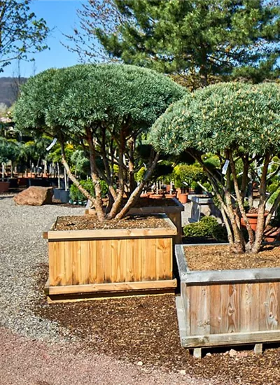 Kiefer Schirmform Kiefer Schirmform