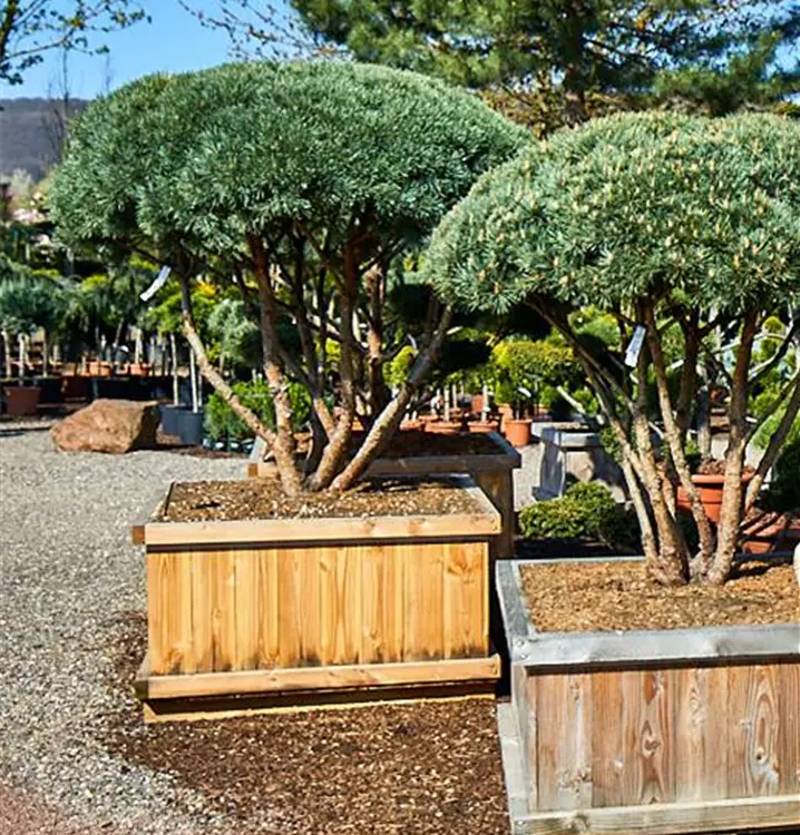 Pinus sylvestris 'Watereri'