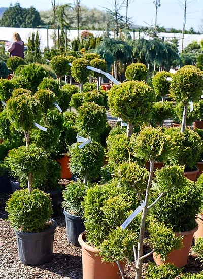 Gelbe Bastardzypresse Ponpon-Form Gelbe Bastardzypresse Ponpon-Form