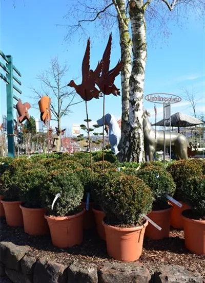 Eiben Kugeln Eiben Kugeln