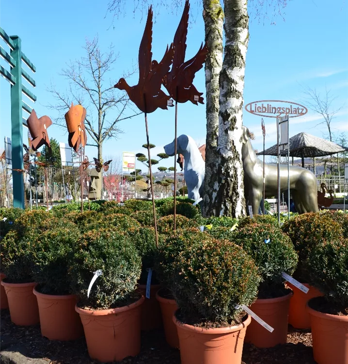 Taxus baccata Taxus baccata