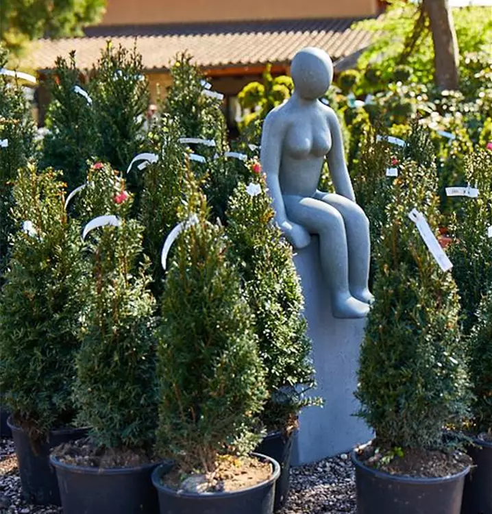 Taxus baccata