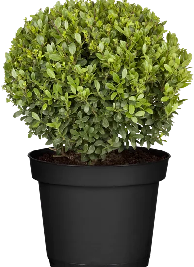 Stechpalme Kugel Stechpalme Kugel