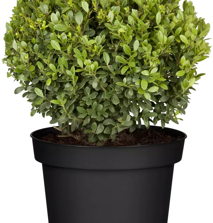 Ilex crenata