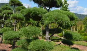 Zum Vergrößern klicken Bildvorschau