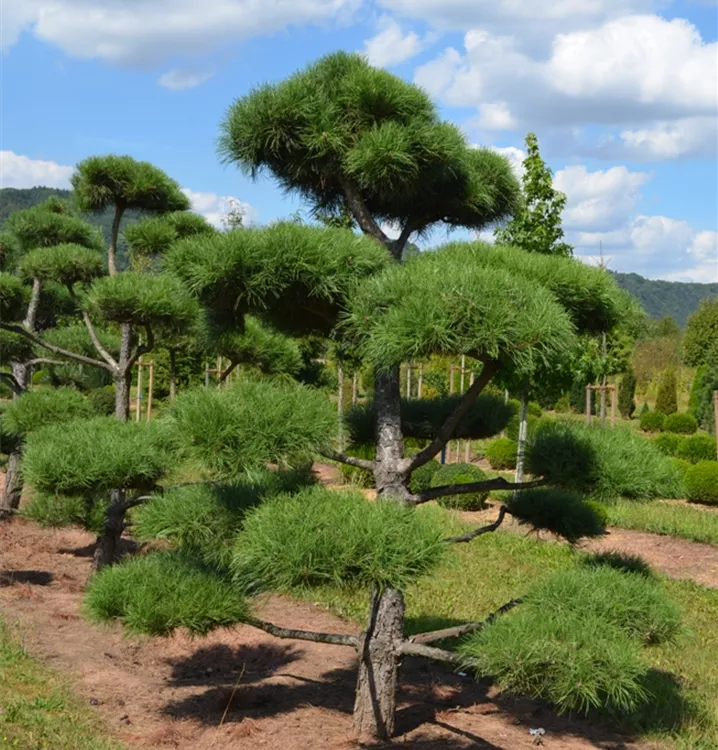 Pinus nigra austriaca Pinus nigra austriaca